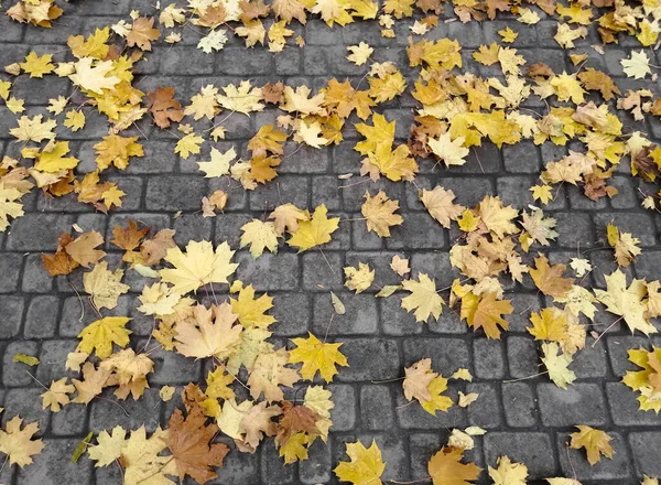 Кленове листя лежало на кам'яних плитках . — стокове фото