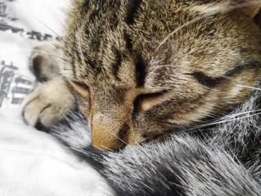 Kedi tatlı tatlı uyur kuyruğuna gömülür.