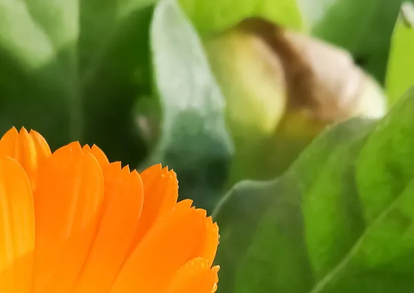 Calendula Bourgeon Après Pluie Autour Des Feuilles Vertes — Photo