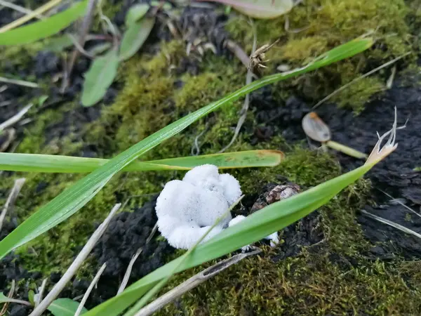 Moos Zwischen Dem Gras Wächst Ein Weißer Pilz — Stockfoto