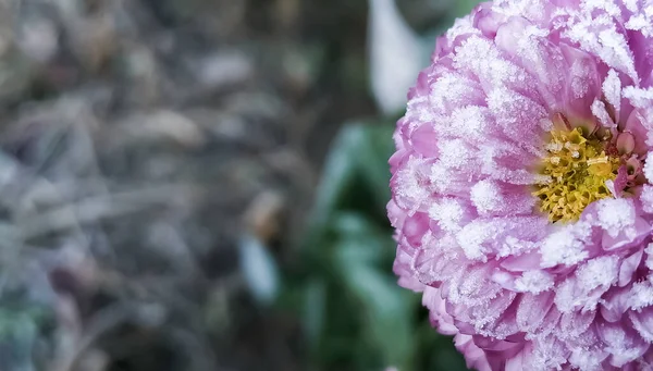 在冰晶中的雪的花或花冠是雪霜 第一个冬天的霜冻 — 图库照片