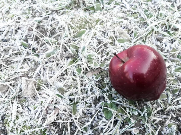 서리로 서리는 아름답고 차갑습니다 — 스톡 사진