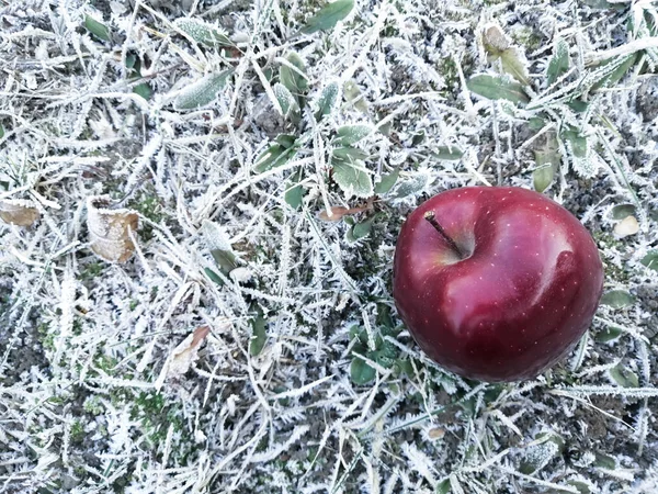 붉은 사과 장은 서리로 덮여 있는 풀 위에 있습니다. 겨울은 여전히 거리에서 지낸다. — 스톡 사진