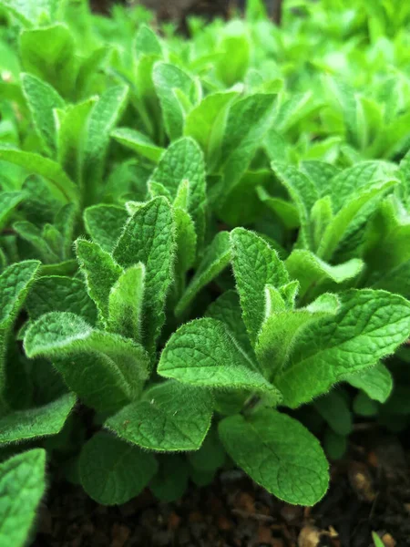 Young Mint Leaves Grow Garden Bright Leaves Fragrant Mint — Stock Photo, Image