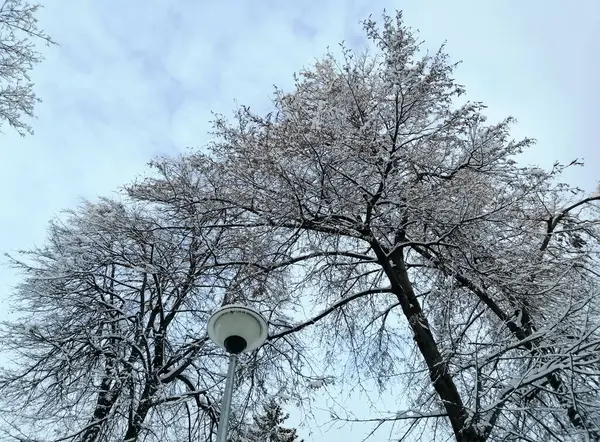 Blue Sky Branches Trees Covered Snow Winter Sky Frozen Lantern — Zdjęcie stockowe