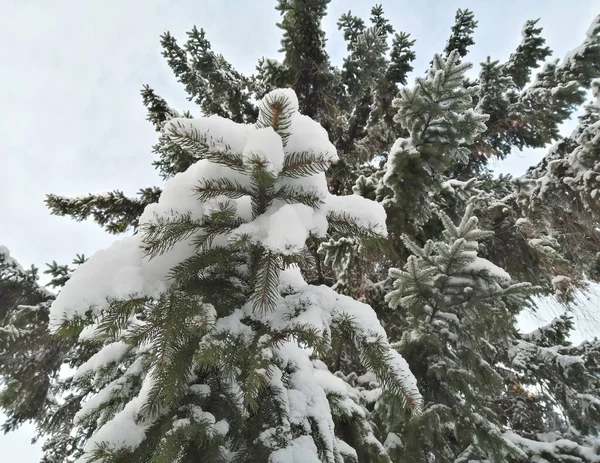 Ramas Abeto Cubiertas Gorras Nieve Bosque Invierno Ciudad Belleza Está — Foto de Stock