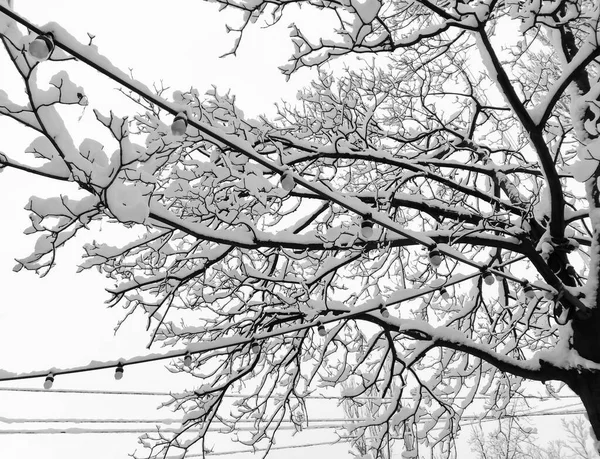 Против неба заснеженное дерево и уличная гирлянда из лампочек. Дерево покрыто снегом. — стоковое фото