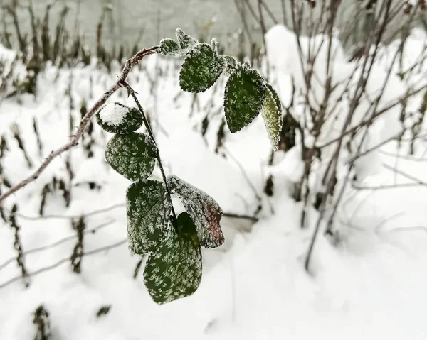 서리가 내린 후에 녹색 장미가 핀다. 겨울에 푸른 장미 잎 위에 떠 있는 서리 무늬. — 스톡 사진