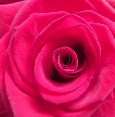 Rose flower close-up. Pink rose. Beautiful, bright color.