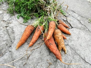 Carrots picked from the garden on a concrete floor. Harvest of bright carrots. Healthy vegetables.
