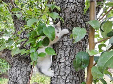 A stray kitten in a tree. Cute kitten. A street cat climbed a tree.