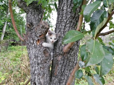 A stray kitten in a tree. Cute kitten. A street cat climbed a tree.