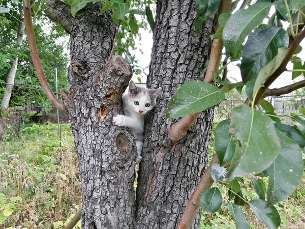 一只流浪的小猫在树上可爱的小猫 一只猫爬上了一棵树 — 图库照片