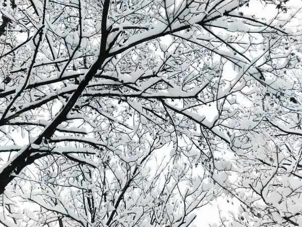 Contra Cielo Hay Árboles Cubiertos Nieve Las Ramas Del Árbol — Foto de Stock