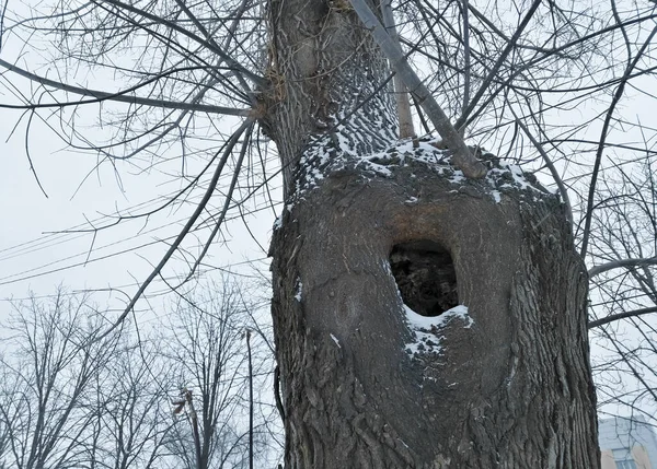 树干上的一个洞。后备箱里的热中空.冬天。这棵树冬天被雪覆盖着. — 图库照片