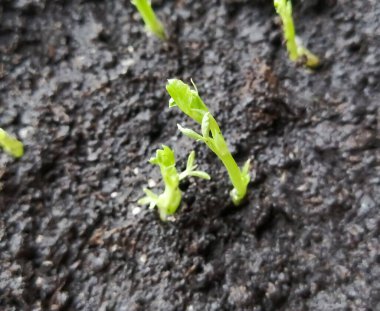 Genç bir bezelye filizi yere düştü. Yeşil bezelye filizinin parlak rengi.