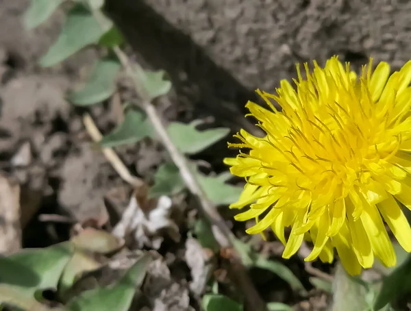 Pissenlit Près Tête Jaune Pissenlit Fleurs Photographie Macro Sur Côté — Photo