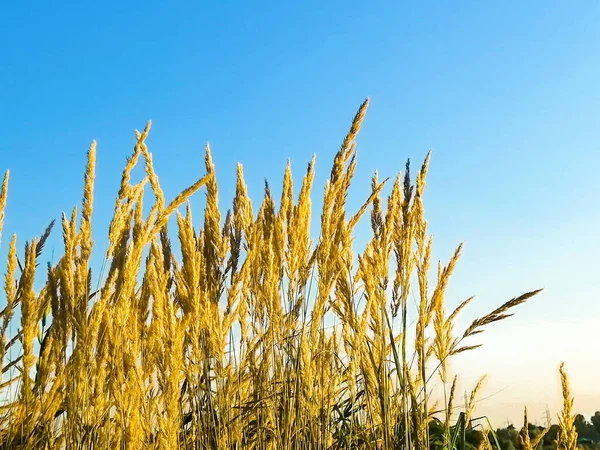 Mavi gökyüzüne karşı sarı dikenler. Ukrayna bayrağı. Saha ve gökyüzü Ukrayna bayrağının renkleridir. Ukrayna 'da barış. Savaşa hayır. Gökyüzüne karşı sarı buğday.