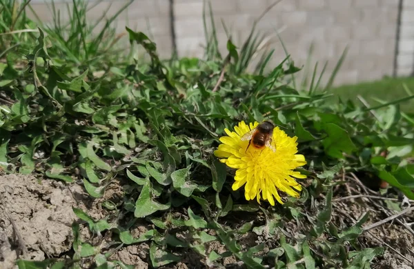 Sur Pissenlit Jaune Vif Trouve Une Abeille Ouvrière Une Bobine — Photo