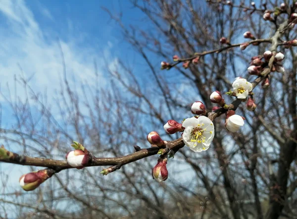 Jovem Ramo Damascos Floresce Primavera Cerejeira Floresce Início Primavera Árvore — Fotografia de Stock