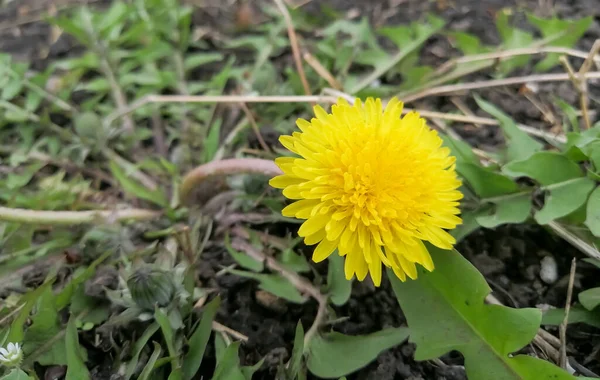 蒲公英的一个大脑袋 黄蒲公英的头在田里 绿色的草地上有一朵黄色的蒲公英 春天灿烂的蒲公英 第一批花 — 图库照片
