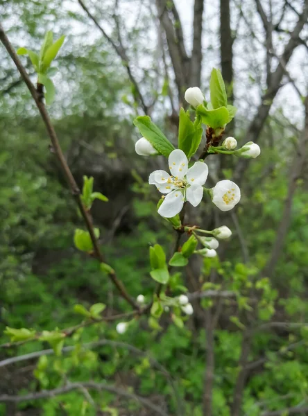 Flower Fruit Tree Young Plum Blossoms Croasive Flowering Tree Garden — Stock Photo, Image