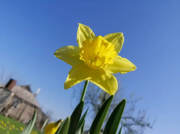 Egy sárga nárcisz a kék ég ellen. Virágok az országban. sárga nárcisz és kék ég. — Stock Fotó