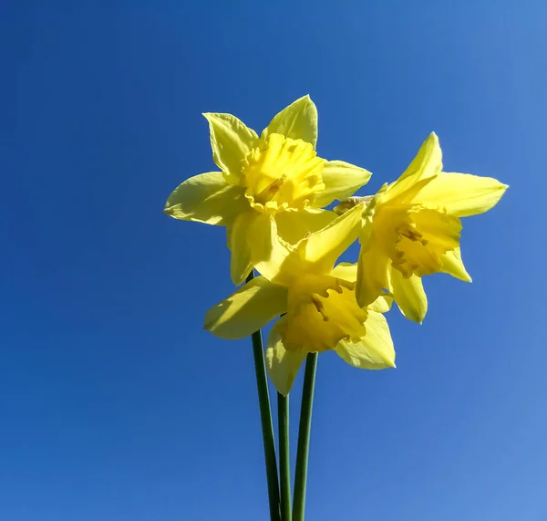 Fleurs jaunes contre le ciel bleu. Ciel bleu et jonquilles jaunes. Trois jonquilles jaunes contre le ciel. — Photo