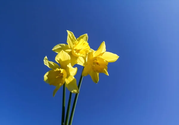 Trois jonquilles jaunes contre un ciel bleu. Ciel bleu vif et jonquilles jaunes comme couleurs du drapeau de l'Ukraine. — Photo