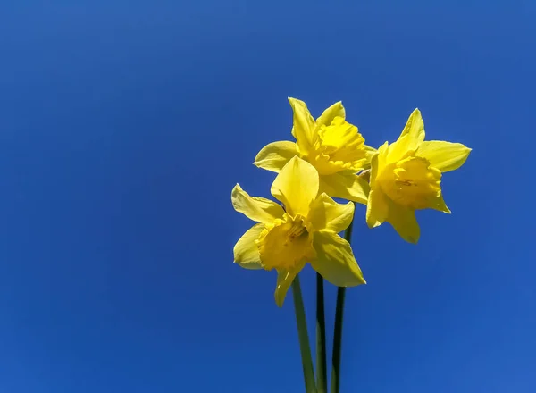 Un petit bouquet de jonquilles contre le ciel bleu. Des jonquilles jaunes contre un ciel bleu. trois jonquilles jaunes. jonquilles jaunes et ciel bleu. — Photo