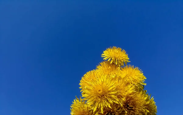 Against the blue sky are yellow dandelions. Young dandelion flowers in a bouquet against the blue sky. Yellow on blue. — Zdjęcie stockowe