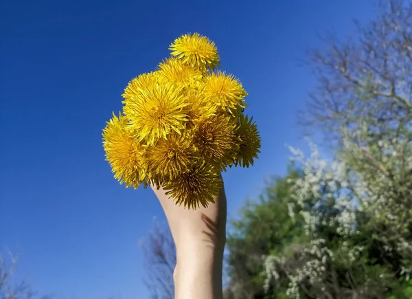 Un bouquet de pissenlits jaunes est serré dans sa main. Le fond est un ciel bleu. Fleurs jaunes dans le ciel bleu. Fond bleu et fleurs jaunes. — Photo
