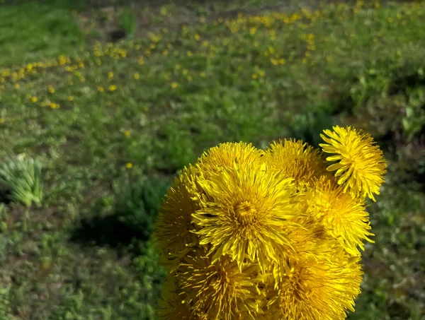 A bouquet of yellow dandelions against the backdrop of a green lawn. Yellow flowers in a clearing. green grass and yellow flowers. — Foto de Stock