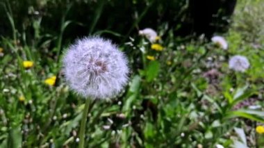 Karahindiba rüzgarda sallanıyor. Yumuşak karahindiba sallanıyor. Çörek şapkalı güzel bir karahindiba.