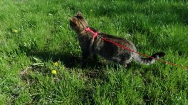 Çizgili bir kedi çimlerin üzerinde tasmayla yürüyor. Yeşil çimen ve evcil bir kedi. Tasmalı bir kedi. Kediler için koşum takımı. Kedideki kırmızı koşum takımı..