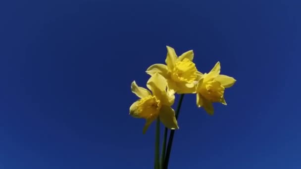 一束黄色的水仙花映衬着蓝天 蓝色的天空和黄色的花朵是乌克兰国旗的颜色 一个美丽的组合 天空中的花朵 — 图库视频影像