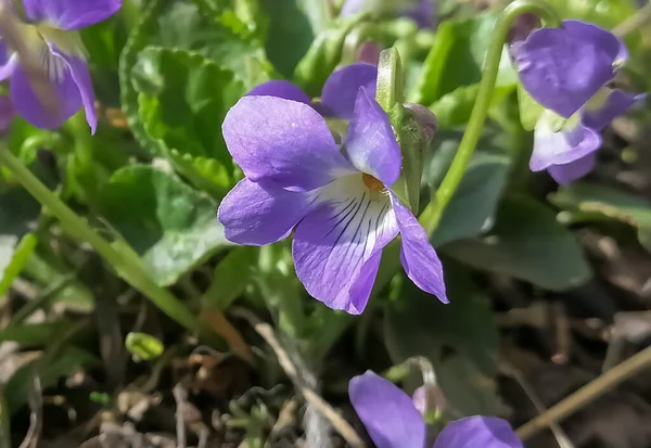 Purple viola flowers are green foliage. feather spring flowers. Purple buds. — 스톡 사진