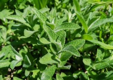 Genç nane yaprakları hasat için hazır. Bahçedeki ilk nane hasadı. Bahçede nane hasadı.