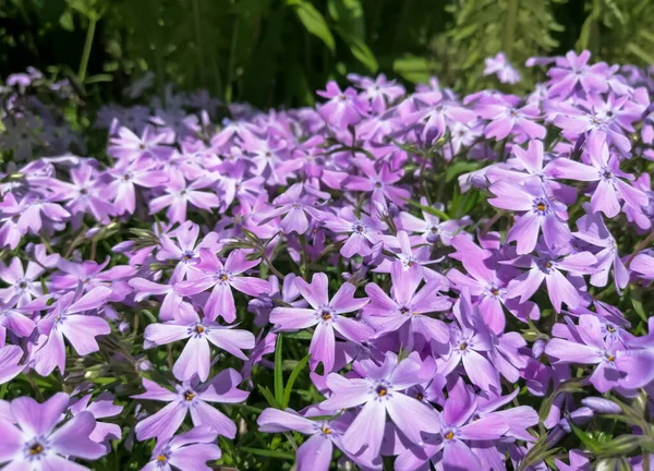 Creeping phlox. Flowers of phloxi in the garden. Purple flowers in May. Spring flowers of phloxi creeping. — 스톡 사진