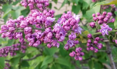 Leylak çiçekleri. Leylak çalısı. Yeşil arka planda parlak leylak çiçekleri. Baharda leylak çiçekleri. Leylaklar baharda çiçek açtı..