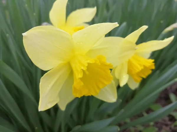 Bright Yellow Daffodils Background Green Shrubs Spring Spring Daffodil Flowers — Stock Fotó