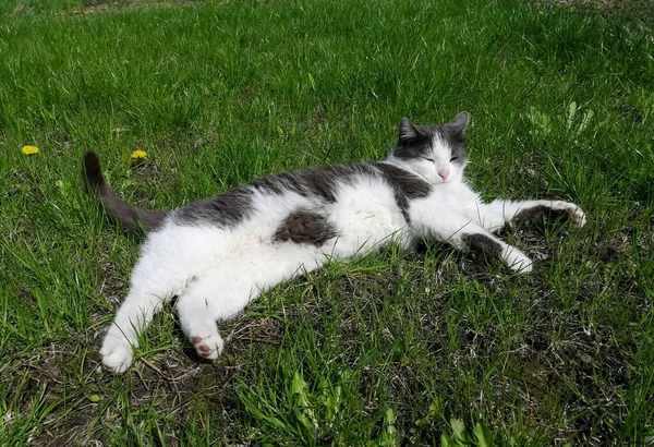 一只斑点猫躺在绿色的草坪上 草地上躺着一只灰色斑点的白猫 猫躺在外面 在阳光下 街头猫 — 图库照片