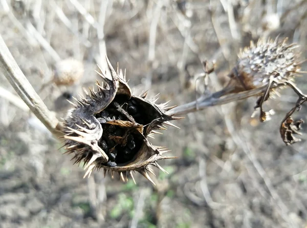 A thorny box with the seeds of the plant. Black seeds in a box. Dried seed pod covered with thorns.