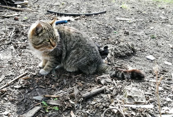 一只有鱼的猫街上的条纹猫 嘴很大 花园中央坐着一只条纹灰色的猫 毛绒绒街头猫 — 图库照片