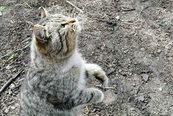 Çizgili Kedi Arka Ayakları Üzerinde Durur Yalvarır Kedi Bir Şeye — Stok fotoğraf