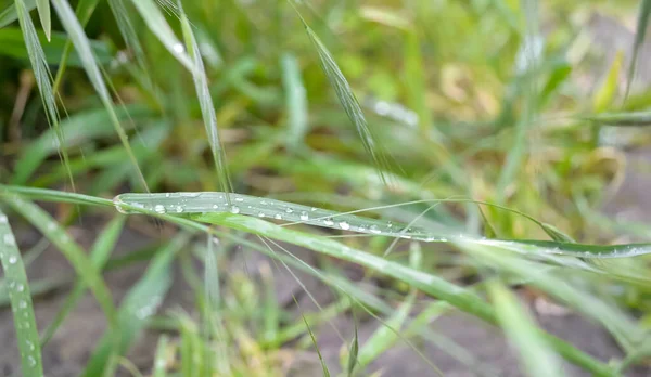 Raindrops on the grass. Grass with dew. Green grass after the rain. Drops of water on the grass. Dew in the early morning.