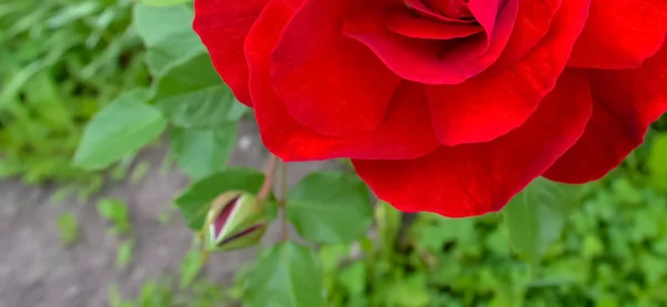 Část Červené Růže Zeleném Pozadí Součást Růže Šarlatová Kytka Zahradě — Stock fotografie