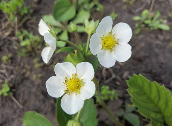 Beautiful strawberry flowers in spring. Large, white flowers from strawberry bushes. Strawberry blooms in the spring are bright buds.