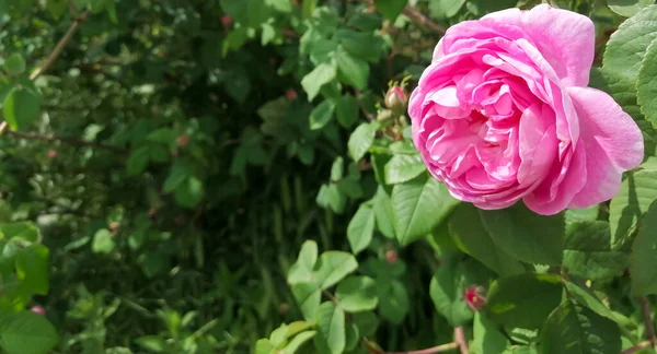 Rosa Del Floreció Hermoso Brote Una Rosa Después Floración Flor —  Fotos de Stock