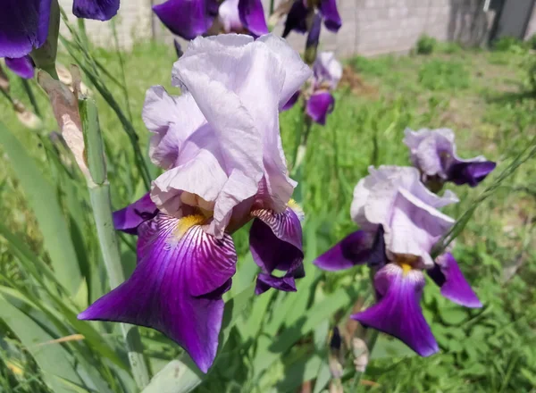 第一个夏天的花是扇贝或小鸭 在花坛的绿草中 是紫色 花瓣洁白 第一批虹膜开花了 — 图库照片